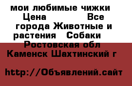мои любимые чижки › Цена ­ 15 000 - Все города Животные и растения » Собаки   . Ростовская обл.,Каменск-Шахтинский г.